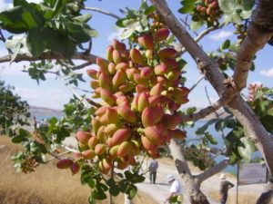 Gdzie rosną pistacje? Co należy o nich wiedzieć?