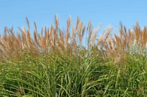 Miskant cukrowy – niezwykła trawa ozdobna
