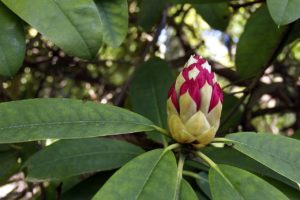 Dom w rododendronach – sielskie rozwiązanie dla wymagających