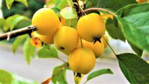 Rajskie jabłuszka – ozdoba ogrodu i smakowite przetwory