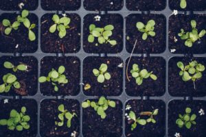 Growbox – o czym mowa w praktyce