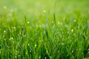 Trawa z rolki – pomysł na piękny trawnik w kilka godzin