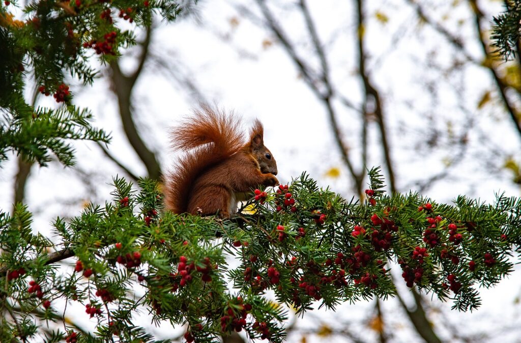 Wiewiórka siedząca na gałęzi cisu